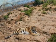 -西霞口神雕山野生动物世界