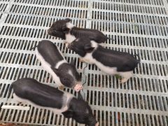 -北京鹿世界主题园