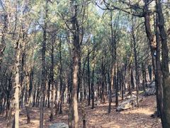 -泰山风景名胜区-普照寺