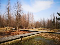 -溱湖国家湿地公园