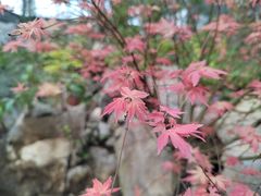 -中国科学院华南植物园