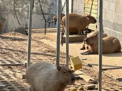 -合肥野生动物园