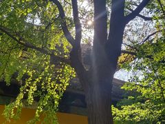 -西园戒幢律寺