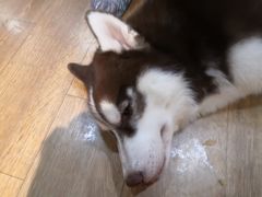 -Husky Go! 哈士奇体验馆·宠物咖啡厅狗咖