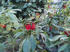 -老三烧烤(二环西路店)