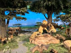 -国家自然博物馆