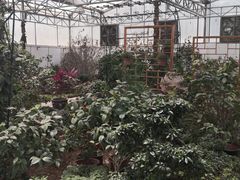 -石家庄市植物园