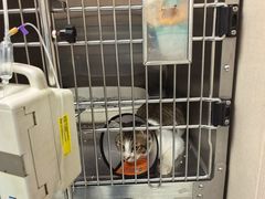 -安安宠医宠物医院·异宠·犬猫内科(岳阳分院)