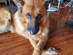 -伟伟宠物医院·CT影像中心·瑞派犬猫综合性门诊(汉口总院)