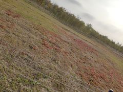 -西青郊野公园