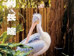 -广州长隆野生动物世界