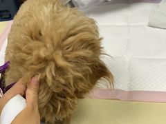 -美联众合动物医院(·中兽医·疑难杂症·严家桥分院)