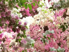 -深圳国际园林花卉博览园