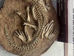 -西峡恐龙遗迹园