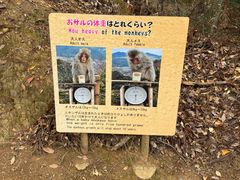 -岚山猴子公园