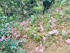 -梧桐山风景名胜区