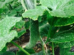 -万源龙顺度假庄园生态观光园