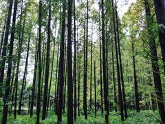 -黄海国家森林公园