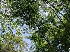 -火炉山森林公园