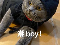 -伟伟宠物医院·瑞派猫友好医院·猫科(光谷店)