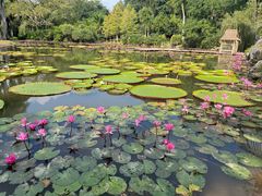 -中国科学院西双版纳热带植物园