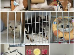 -派美特宠物医院·核磁CT·骨科肿瘤·疑难转诊(沈农禾丰店)