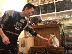-猫色咖啡·猫咖