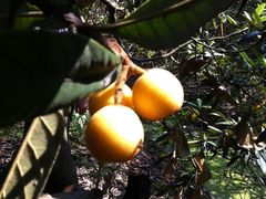 -塘栖枇杷特色园区