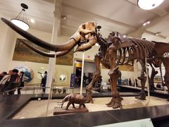 -美国自然历史博物馆