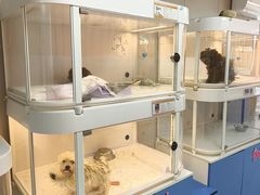 -翊宠yipet猫狗购宠庄园犬舍•猫舍