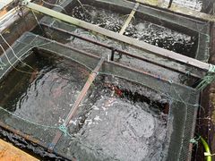 -旗鱼海番村(Orang Asli)