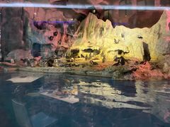 -帝企鹅自助餐厅•儿童岛•真企鹅(长隆企鹅酒店)