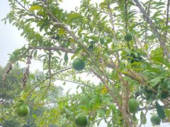 -三亚南山文化旅游区