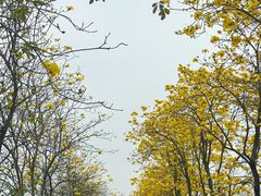 -洲头咀公园