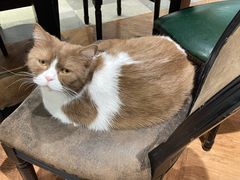 -猫小院猫主题餐厅(三里屯店)