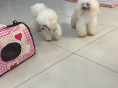 -翊宠yipet猫狗购宠庄园犬舍•猫舍