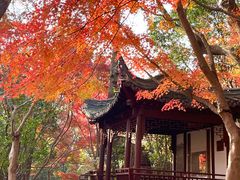 -秋霞圃