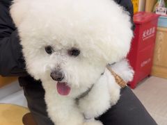 -全心全意连锁动物医院·微创中心·内科急重症·心脏专科(丰管路店)