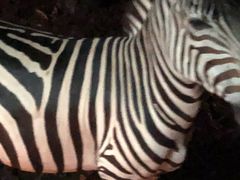 -清迈夜间动物园