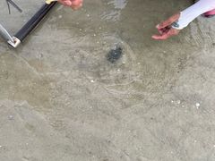 -红树林天天赶海