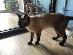 -猫咪咖啡·猫咖(万达广场店)