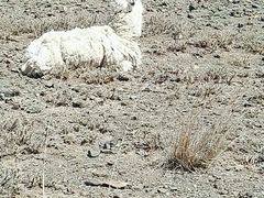 -新疆天山野生动物园