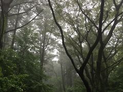 -汉拿树木园
