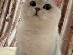 -猫大福·Fortune Cat猫舍(百子湾店)