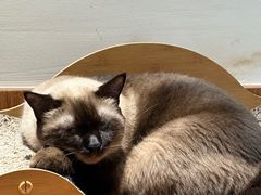 -有猫主题·治愈系猫咖(曾厝垵店)