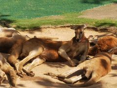 -西霞口神雕山野生动物世界
