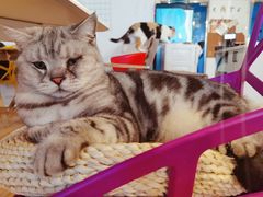 -Cappucimeow猫咪咖啡馆(韦伯时代店)