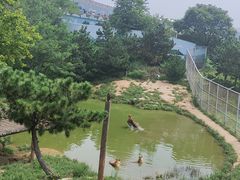 -西霞口神雕山野生动物世界