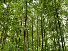 -黄海国家森林公园