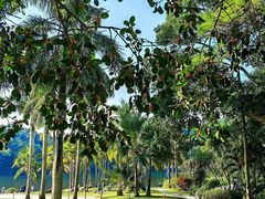 -深圳仙湖植物园